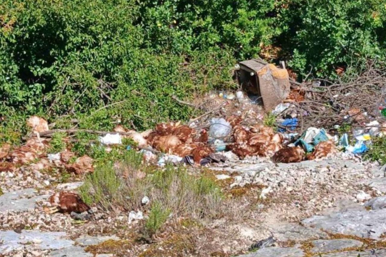VIDEO Nesavjesno i okrutno: Uz cestu u Hercegovini bačeno tridesetak uginulih, ali i dvadesetak živih kokoši
