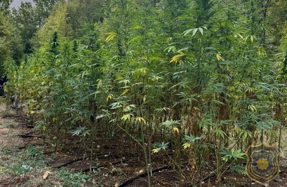FUP otkrio plantažu marihuane kod Mostara: Uhapšene dvije osobe