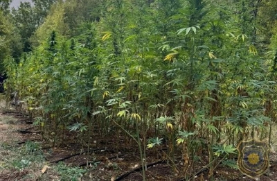 FUP otkrio plantažu marihuane kod Mostara: Uhapšene dvije osobe