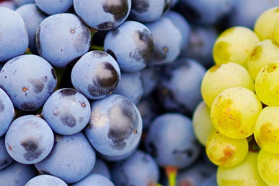 POJAČAN NADZOR NAD UVOZOM VOĆA U BiH: Kontrola utvrđivanje prisustva pesticida