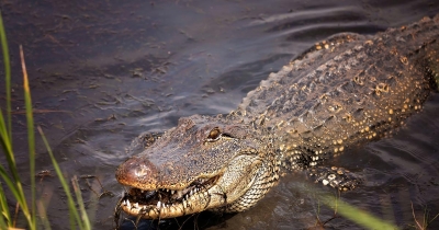 Aligator ubio muškarca dok je pecao na Floridi