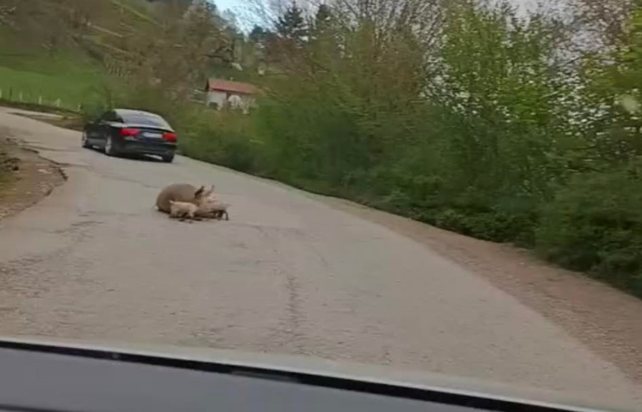 'KRMAČA JE ZAPRAŠILA': Dok Foča postaje grad, Vučinić pokazao realno stanje na putevima... (FOTO)