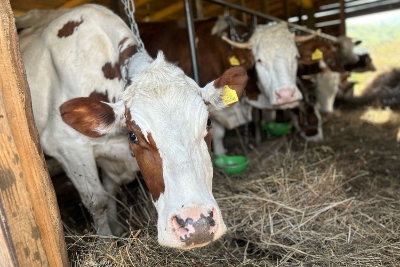 Darko Stanković iz Maslovara: Od fakulteta do vlastite farme krava
