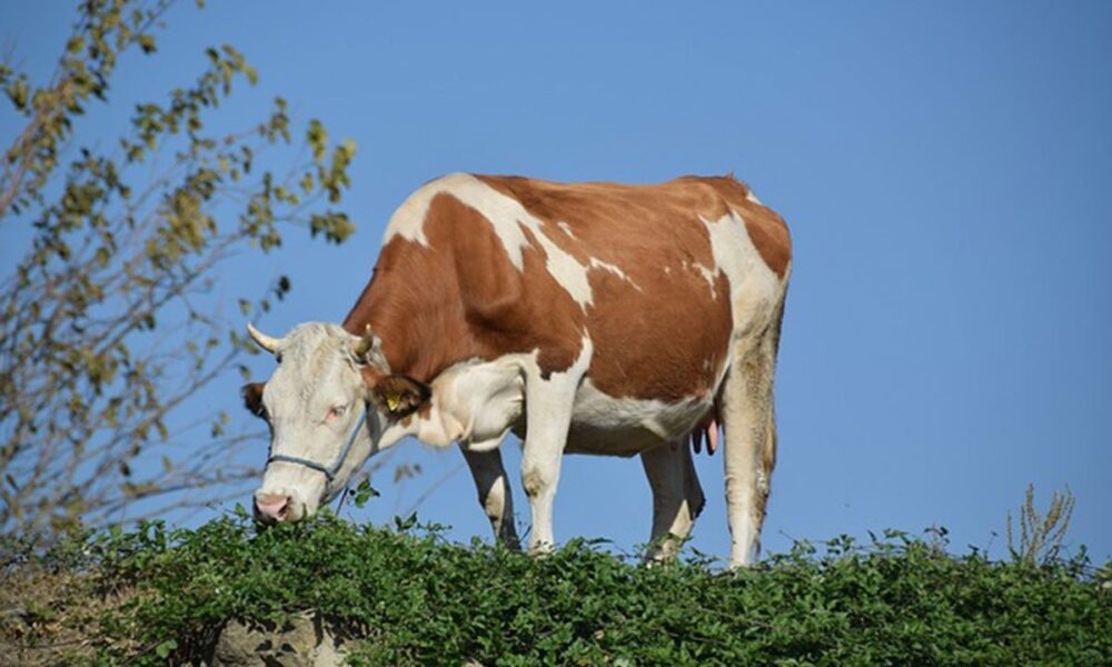 Palio travu pa zapalio kravu
