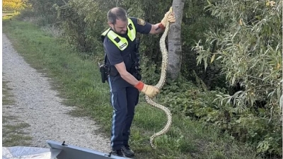 Žena tokom šetnje pored rijeke ugledala anakondu dugu više od 2 metra