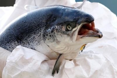 Znanstvenici lososima dali kokain pa pratili što rade - zabrinjavajuće je!