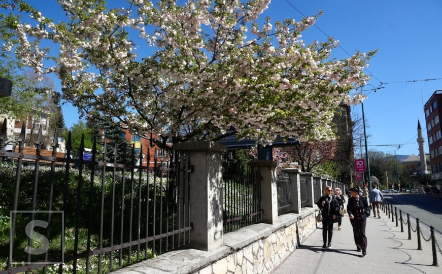 Magični proljetni prizori u Sarajevu: Procvjetali behar i japanske trešnje