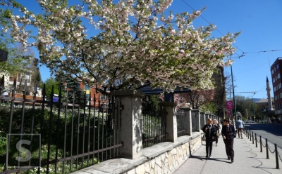 Magični proljetni prizori u Sarajevu: Procvjetali behar i japanske trešnje