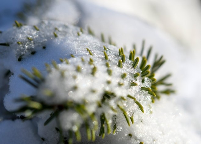 Snijeg pao u selima oko Ivanjice, mještani zabrinuti zbog malinjaka