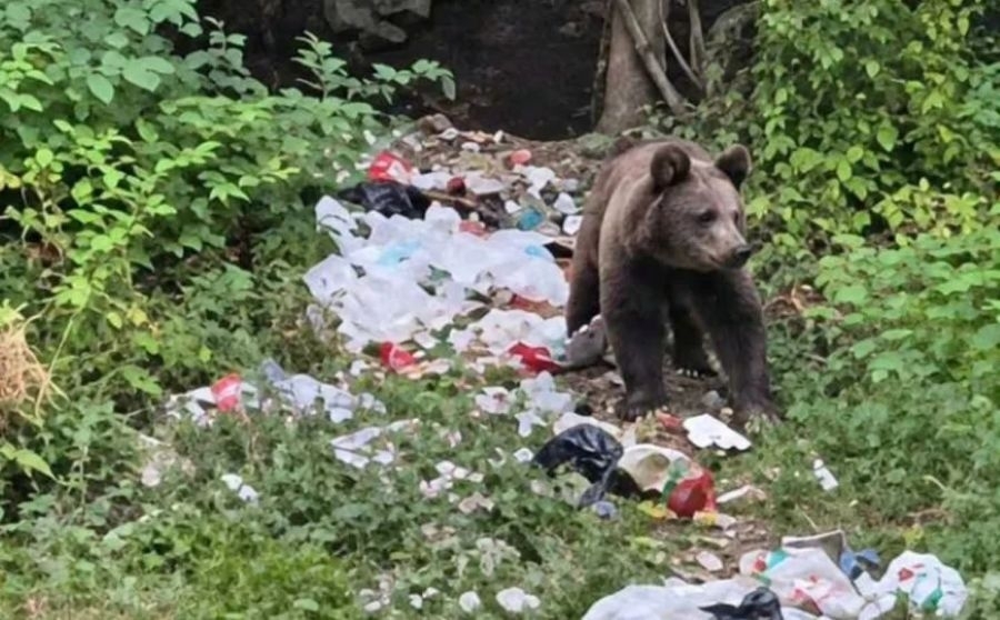PANIKA KOD SARAJEVA: Medvjed ponovo među kućama, viđen i u blizini škole