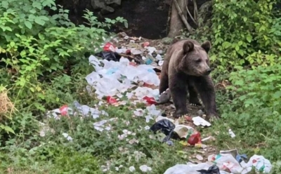 PANIKA KOD SARAJEVA: Medvjed ponovo među kućama, viđen i u blizini škole