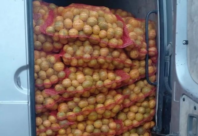 Spriječen nezakonit unos 4,5 tona mandarina iz Hrvatske u BiH, vozaču prekršajni nalog