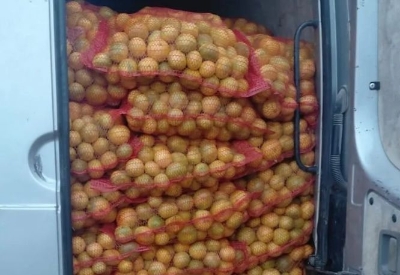 Spriječen nezakonit unos 4,5 tona mandarina iz Hrvatske u BiH, vozaču prekršajni nalog
