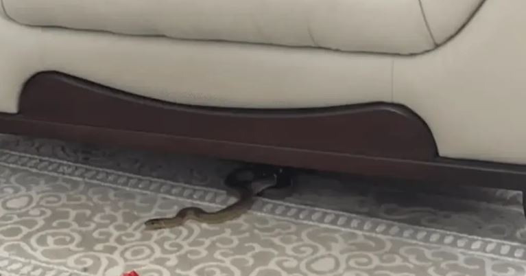 Slučaj u BiH: Ženi ispod kauča izašla zmija duga više od jednog metra