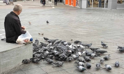 Prolaznici i turisti oduševljeni: Banjalučanin na Trgu Krajine redovo hrani golubove