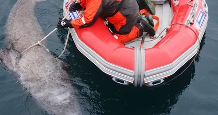 Pronađena ajkula stara više od 400 godina