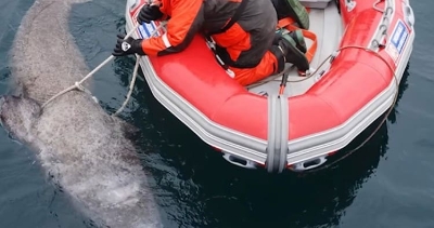 Pronađena ajkula stara više od 400 godina