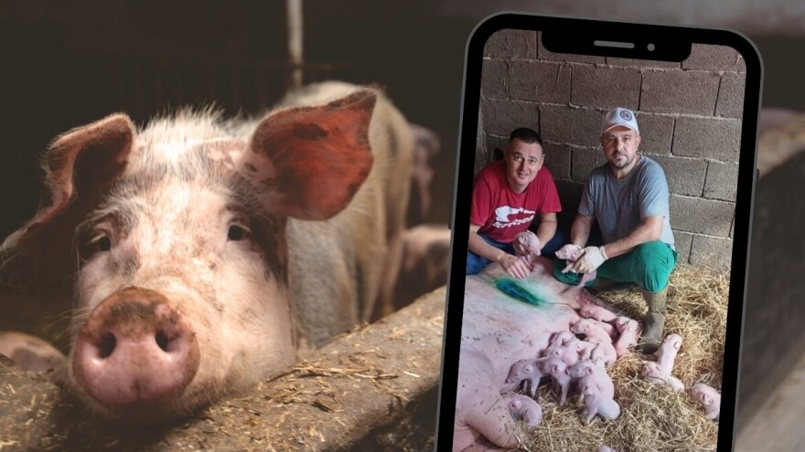 Čudo na farmi kod Bijeljine: Krmača carskim rezom oprasila 22 živa praseta FOTO