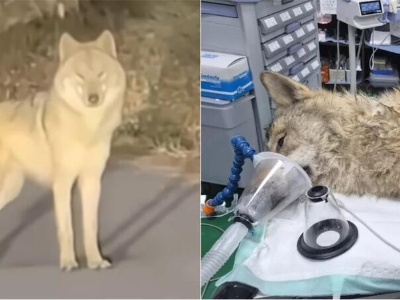 "Vuk bjegunac" iz Koreje spašen nakon potrage koja je držala zemlju na nogama