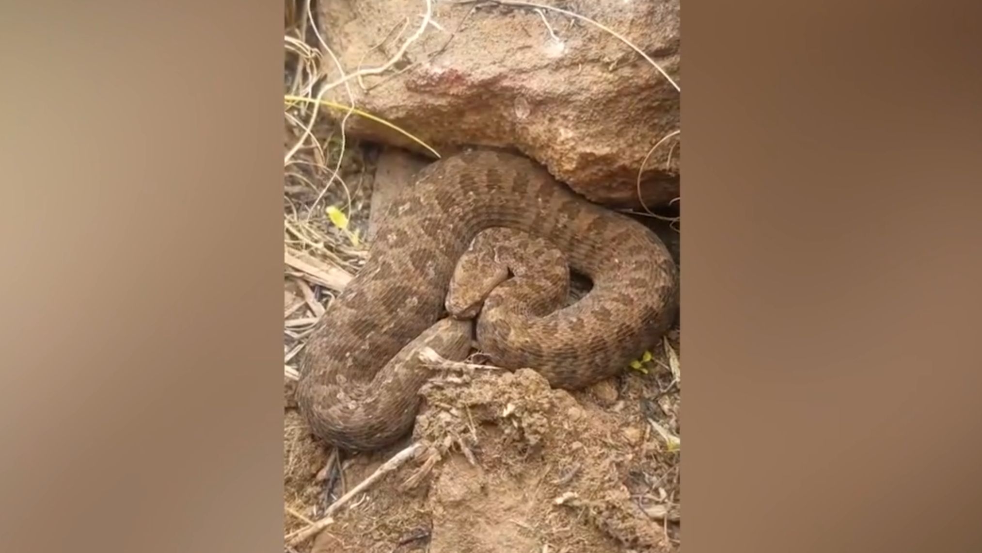 Pas ubio zmiju, a onda je 15 ljudi počelo da povraća i gubi svijest