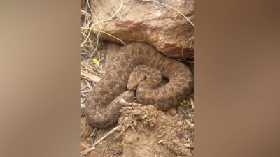 Pas ubio zmiju, a onda je 15 ljudi počelo da povraća i gubi svijest