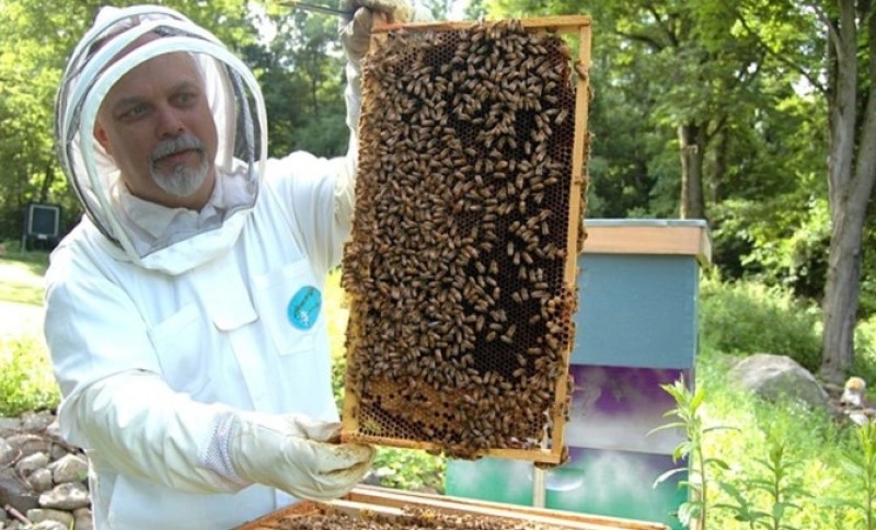 Septembar ključan za pčele: Ovo su poslovi koje ne treba odlagati