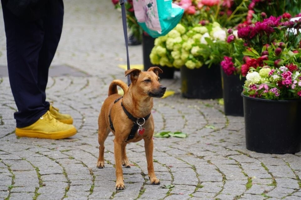 Zašto pas njuši vaše međunožje? Tako ne možete da ga prevarite