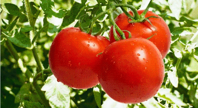 Jedan detalj sve otkriva: Ako ovo primijetite na paradajzu, znači da je pun pesticida