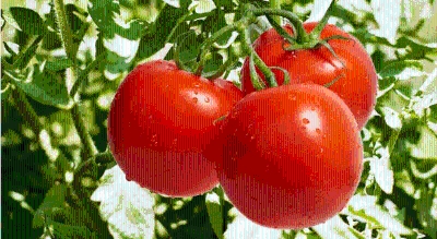 Jedan detalj sve otkriva: Ako ovo primijetite na paradajzu, znači da je pun pesticida