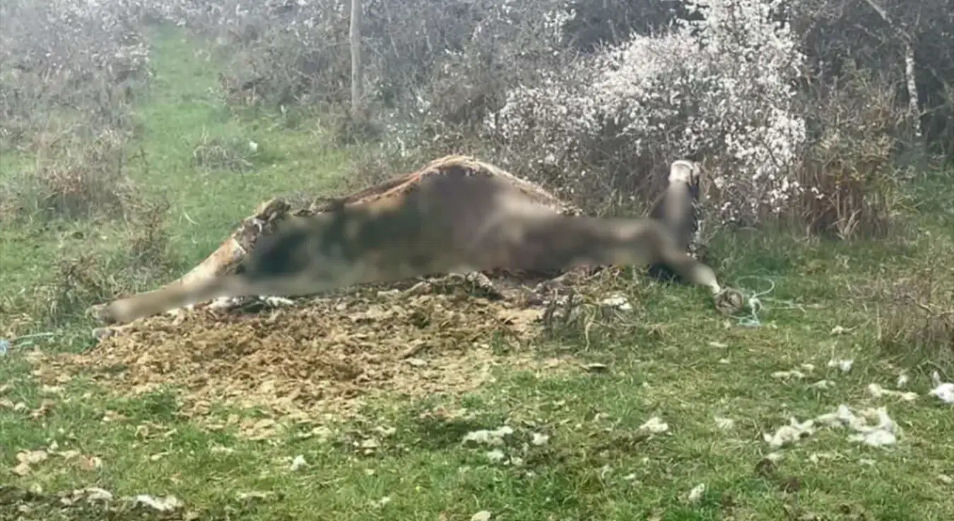 Лешеви крава бачени у Гатачко поље