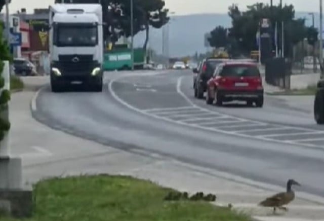 VIDEO Vozač kamiona u Mostaru zaustavio promet kako bi patka i pačići prešli cestu