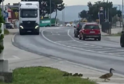VIDEO Vozač kamiona u Mostaru zaustavio promet kako bi patka i pačići prešli cestu