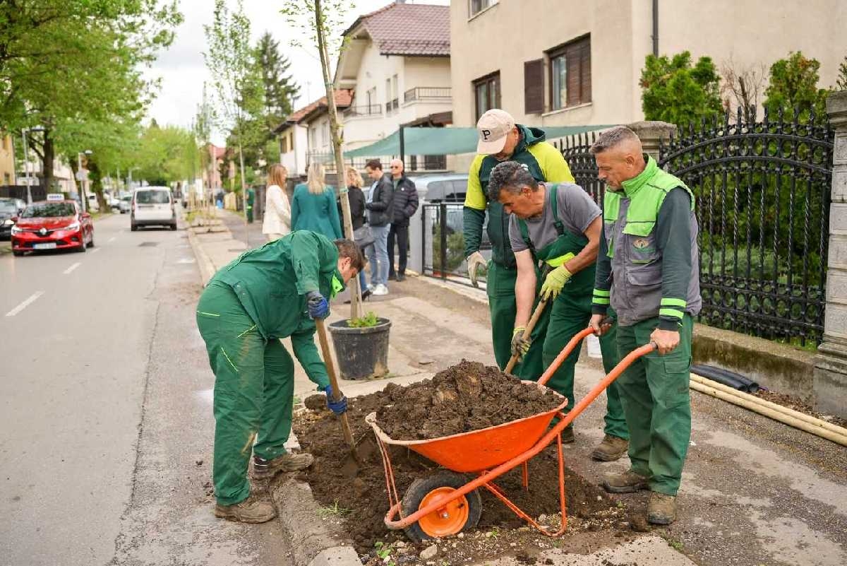 Zasađena stabla u Ulici Milana Radmana u Banjaluci (Foto)