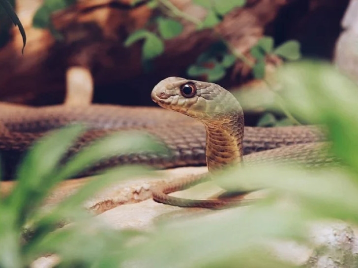 Zašto zmije ujedaju i napadaju ljude