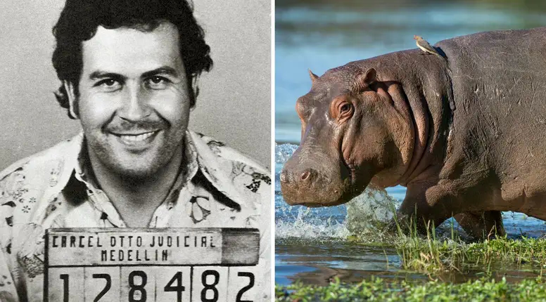 Indijski milijarder nudi utočište za Eskobarove „kokainske nilske konje”