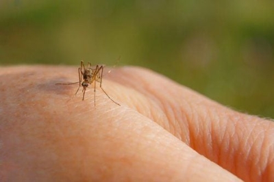 Kako da prepoznate da vas je ujeo zaraženi komarac i kada morate hitno kod ljekara