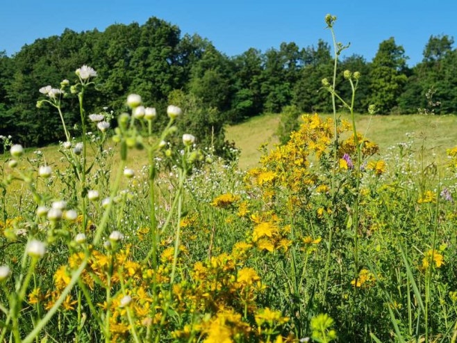 Danas vruće, maksimalna temperatura do 41 stepen