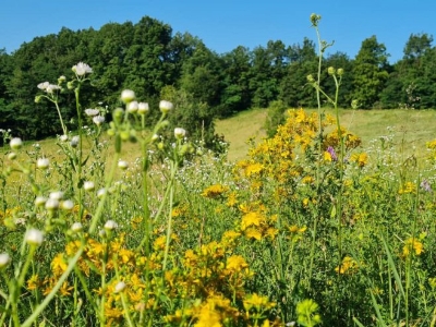 Danas vruće, maksimalna temperatura do 41 stepen