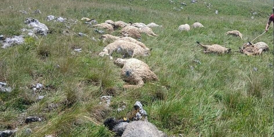 Olujno nevrijeme u BiH pravi štetu stočarima: Gromovi u samo dva dana usmrtili više od 50 ovaca
