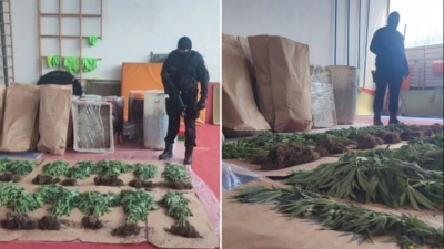 Otkrivena plantaža sa 206 stabljika indijske konoplje i kokain