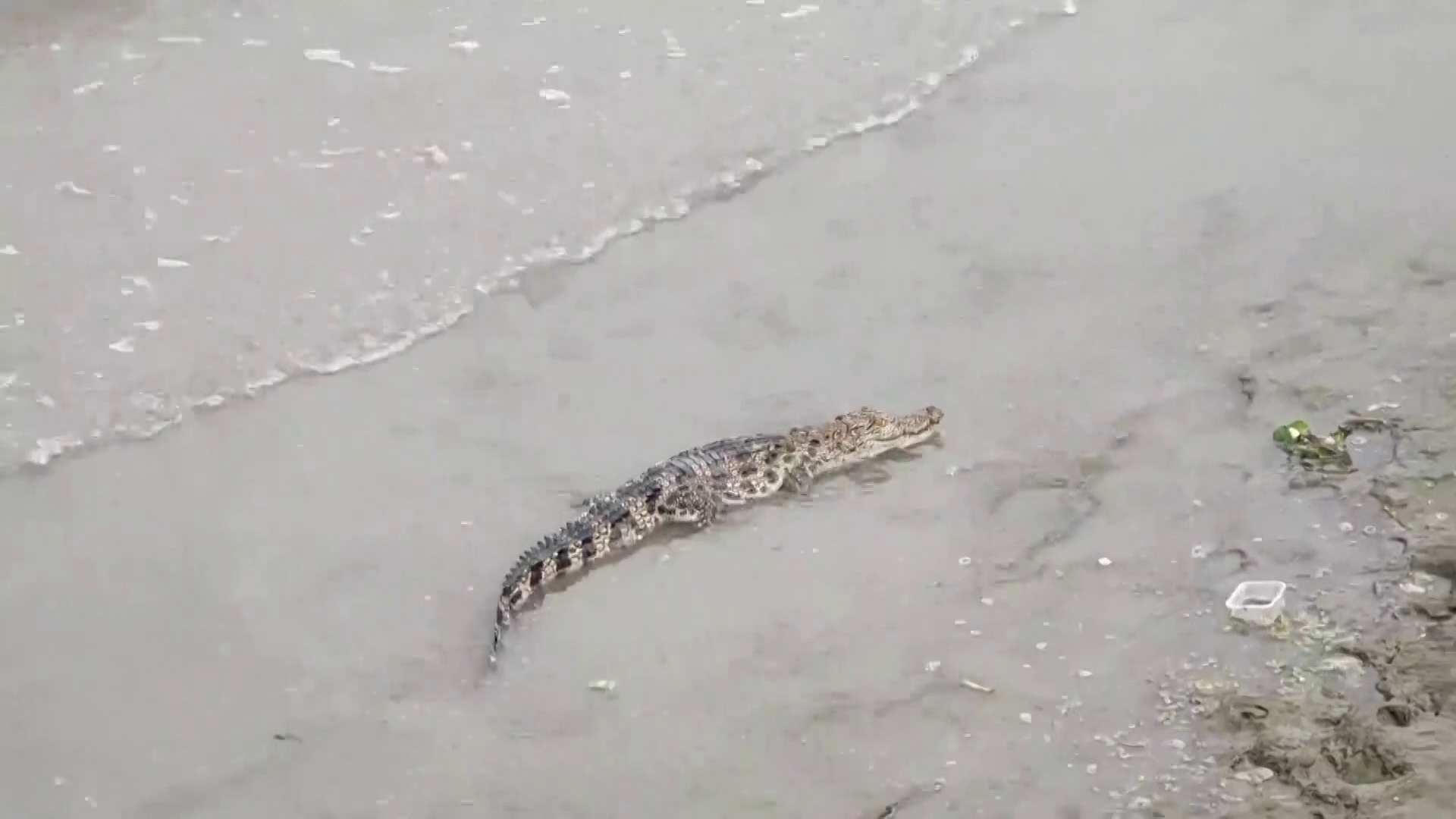 Krokodil ušetao u hotel i tražio hranu, pogledajte video