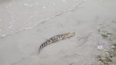 Krokodil ušetao u hotel i tražio hranu, pogledajte video