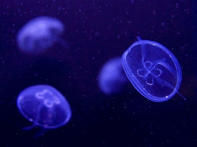 Invazija meduza zaustavila tri reaktora u najvećoj nuklearnoj elektrani Francuske