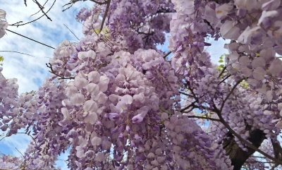 Najstarija stabla glicinije u BiH krase baštu u Bileći