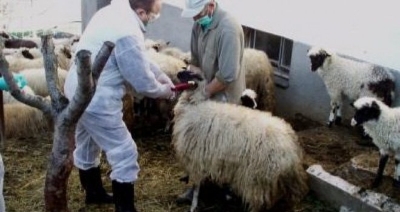 Bruceloza se širi, u ovom dijelu BiH zaraženo više od 50 osoba, među njima i djeca