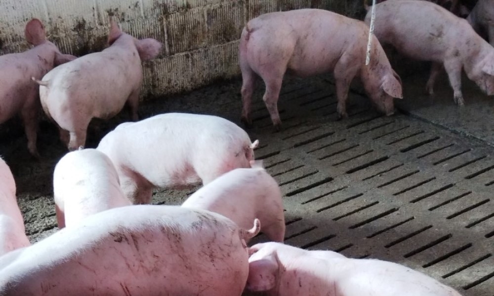 Alarm u Bijeljini: Svinjogojci moraju hitno reagovati da se spriječe dugoročne posljedice