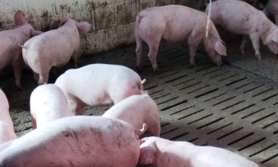 Alarm u Bijeljini: Svinjogojci moraju hitno reagovati da se spriječe dugoročne posljedice