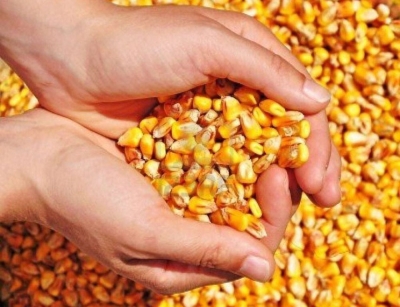 Inspekcija otkrila nepravilnosti, sjeme kukuruza vraćeno sa granice BiH