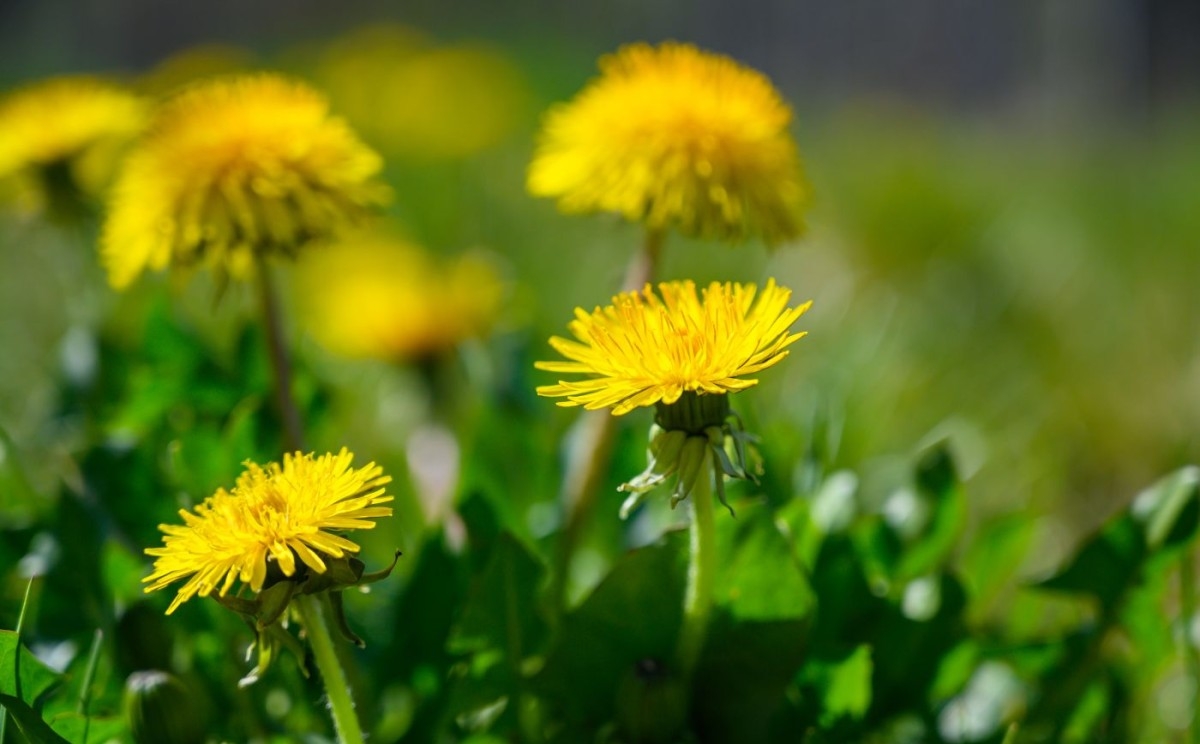 Izuzetna nutritivna vrijednost: Jeste li znali da je svaki dio maslačka jestiv i ljekovit?