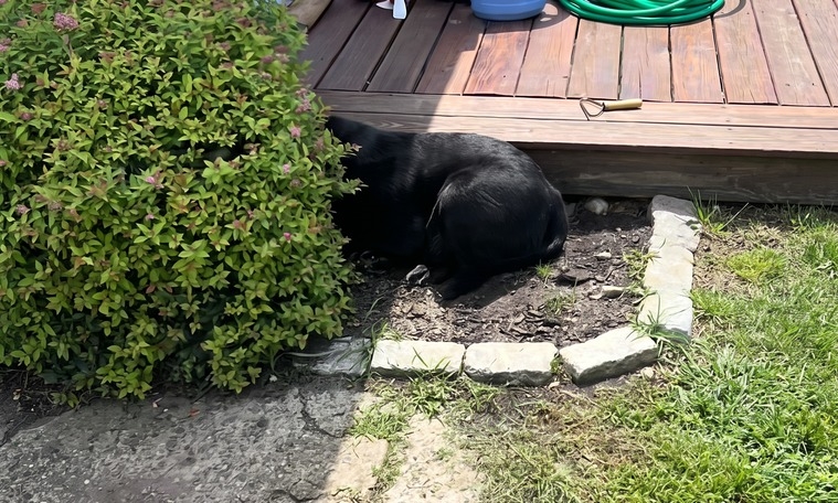 Labrador se pokušao sakriti od vlasnice u grmu i postao internetski hit (VIDEO)